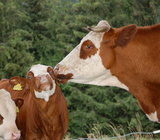 - Kuh mit K�lbchen