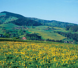 Fr�hling in Horben