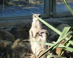 Erdm�nnchen auf dem Mundenhof